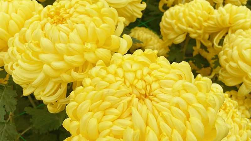 溯源菊韵 - 菊花饼历史